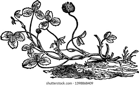 A white clover plant is seen in this frame. Its leaves are heart-shaped and the flowers are round, vintage line drawing or engraving illustration.