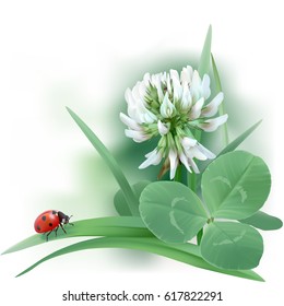White Clover - Trifolium.
Hand drawn vector illustration of a white clover flower, ladybug, and leaves mixed with grass blades, on white background.
