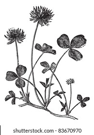 White Clover or Trifolium repens, vintage engraved illustration. Trousset encyclopedia (1886 - 1891).