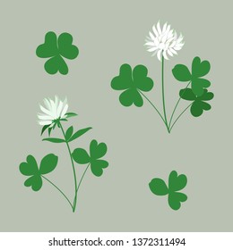 White Clover - Trifolium.Hand drawn vector illustration of a white clover flower and leaves on isolated background.