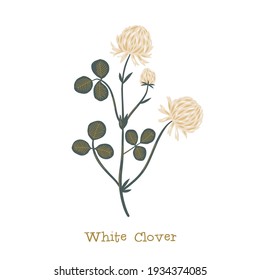 White clover. Wild meadow flower clipart isolated on white background. Decorative botanical flat vector illustration.