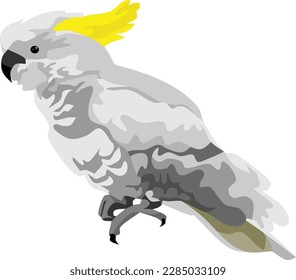 White Cockatoo Bird Animal Vector Illustration