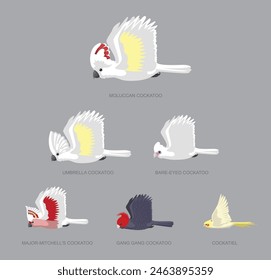 White Cockatoo Flying Set Side Size Cartoon Vector