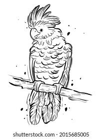 White cockatoo, hand drawn, monochrome vector