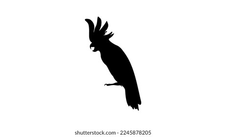 White cockatoo silhouette, high quality vector