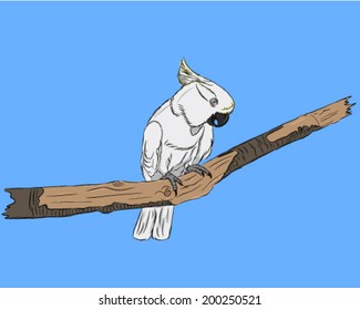white cockatoo sitting on a branch