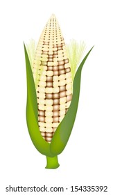 White Color of A Fresh Ripe Sweet Corn with Green Husk and Golden Silk Isolated on A White Background 