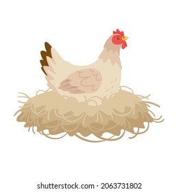 White color hen sitting in the nest. Vector cartoon style illustration isolated on white background. 
