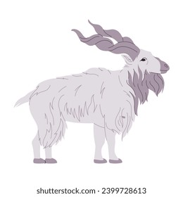 white color markhor wild nature animal big goat with spiral horned herbivore mammal creature