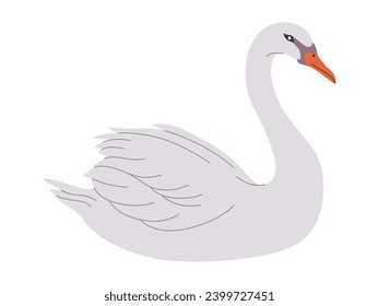 white color mute swan bird wild nature animal have beak and long neck with beautiful feather
