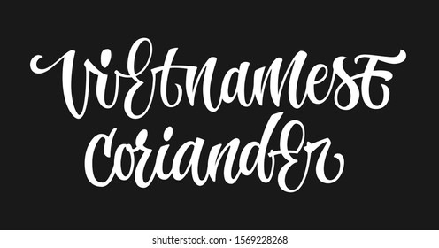 White colored hand drawn spice label - Vietnamese coriander. Isolated calligraphy script style word. Vector lettering design element. 