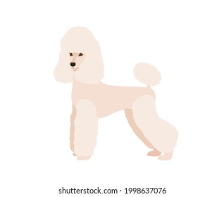 White colored Poodle. Vector illustration isolated on white background