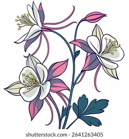 white columbine flowers vector on white background 