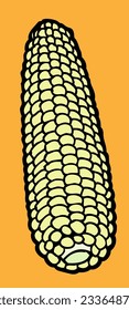 white corn cob vector illustration