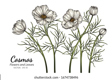 White Cosmos flower and leaf drawing illustration with line art on white backgrounds.







