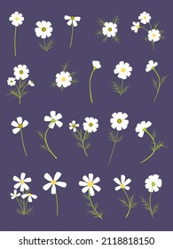 White cosmos flower set. Flat design. Botanical illustration.