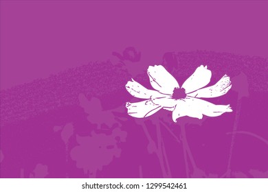 white cosmos flower vector