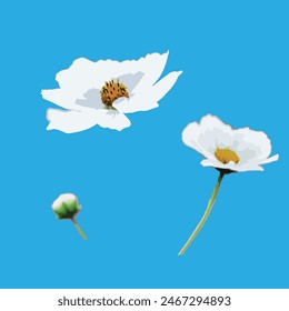 White cosmos flower in vector format