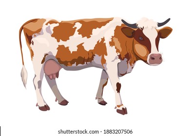 A white cow with brown spots is isolated on a white background. Livestock to illustrate life on an eco farm. Logo for the production of dairy products.