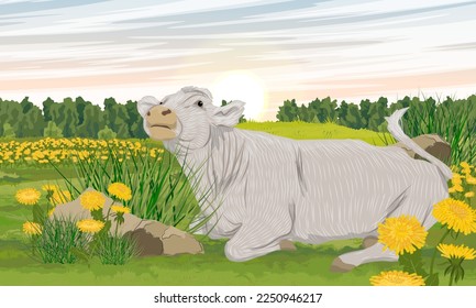 La vaca blanca yace en los dientes de león. Pradera de verano con hierba verde y flores florecientes. Animales de granja y de granja. Paisaje vectorial realista