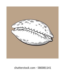 white cowrie or cowry sea shell, sketch style vector illustration isolated on brown background.