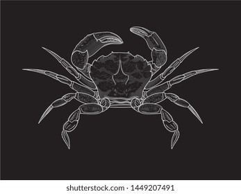 White Crab vector illustration hand draw is all about fresh seafood