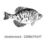 White crappie. Fresh water fish 