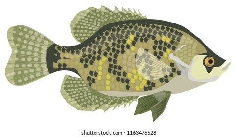 White Crappie - Freshwater sport fish