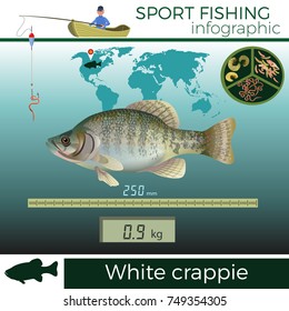 White crappie infographic, sport fishing, vector illustration.