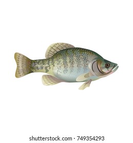 White crappie. Vector illustration isolated on the white background