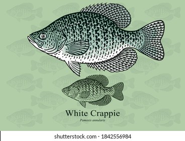 White Crappie. Vector illustration with refined details and optimized stroke that allows the image to be used in small sizes (in packaging design, decoration, educational graphics, etc.)