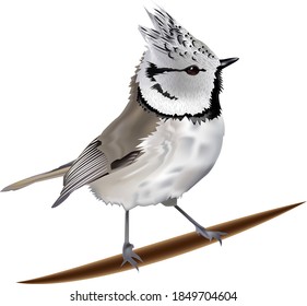 white crested bird titmouse gray