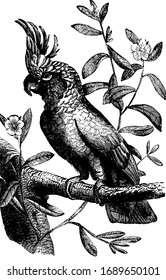 White crested cockatoo is a distinctive crest of feathers, vintage line drawing or engraving illustration.