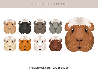 White Crested Guinea pig clipart. All coat colors cavies set. Small Pet Rodents. Vector illustration