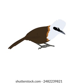 White crested laughingthrush high quality vector design transparent background