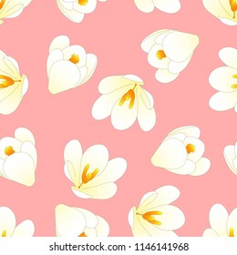 White Crocus Flower on Light Pink Background. Vector Illustration.