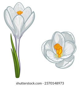 White crocus flowers. Crocus vector illustration.