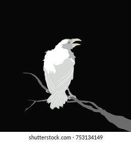 white crow sitting on a branch on a black background