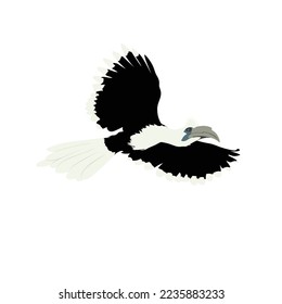 The white crowned hornbill, Berenicornis comatus is also known as the long crested hornbill or white crested hornbill.