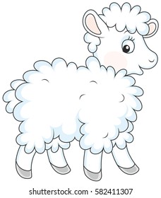 White curly sheep