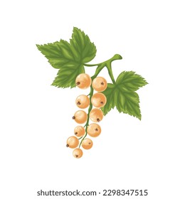White currant. A branch with ripe white currants and green leaves. A twig with ripe currant berries. Vector illustration on a white background