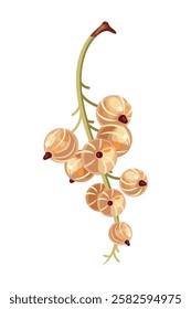 White currant fruit isolated ripe berries. Vector blackcurrant berry bunch, botanical design.