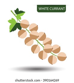 White currant, fruit vector illustration