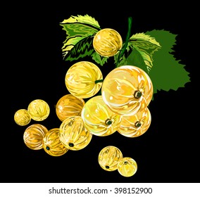 white currants on a dark background
