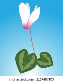 White cyclamen vector flower design 