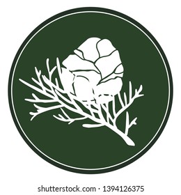 White cypress logo on a dark green background. Celtic tree in a circle for eco and bio design. Vector natural plant element