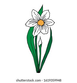 White daffodil, cartoon flat style. Spring flower isolated on white background. Design for Women's Day holiday, symbol of Easter. Outline sign. Gardening. Coloring book.