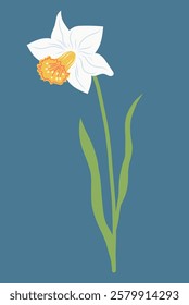 White Daffodil flower on dark background. Narcissus flower. Wild flowers. Vector flat illustration. Easter, Spring, Summer flowers