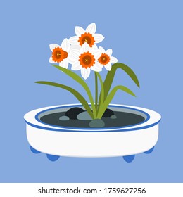 White daffodils in ceramic pot. Blooming narcissus flower. Oriental miniature garden isolated on blue background. Flat design. Botanical illustration. 