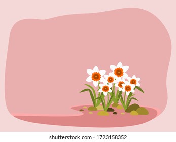White daffodils isolated on pastel pink background. Flat design. Botanical illustration.